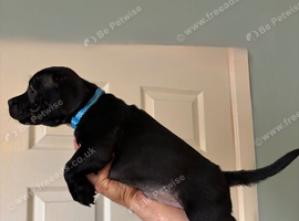 LAST PUPPY AVAILABLE!! KC Registered Pedigree Staffordshire Bull Terrier puppies