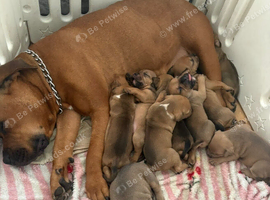 Mastiff X Olde English buldogge