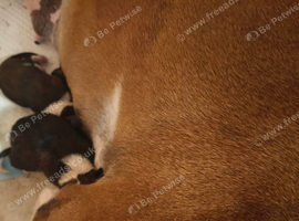 Boxer girl looking for a forever home