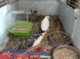 Group of  Tiny Button Quail 1 x Tuxedo Leopard Print Male and 3 x beautiful female all young birds &pound;38