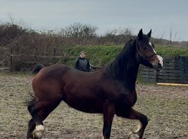 Stella 5 year old section d mare