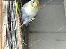 Baby Budgies