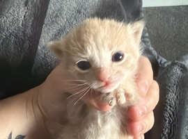 One male kitten