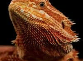 BEARDED DRAGON sub adult/adult wanted