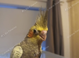 Cockatiel - Hand Tamed Baby - Ready Now