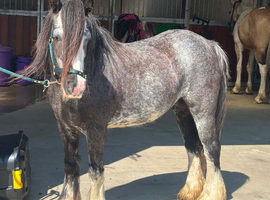 PERFECT QUALITY RIDE AND DRIVE KIDS PONY