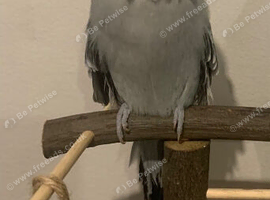 Tame show budgie