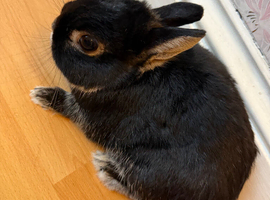 Netherland Dwarf Rabbit