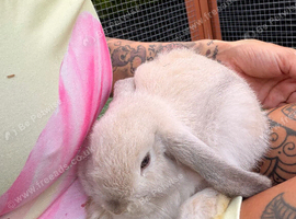 Female mini lop