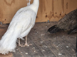 Young White peahen
