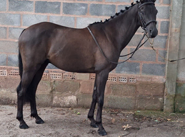 Handsome. gelding