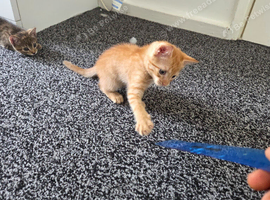 2 lovely kittens 9 weeks old