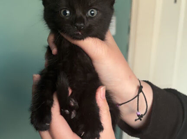 3 beautiful kittens ready for there foreva home