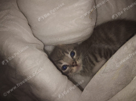 Beautiful Siberian kittens ready to leave