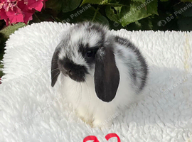 Pure bred mini lops