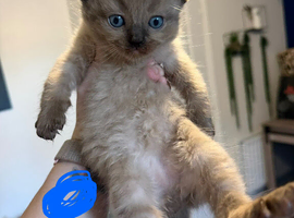 Beautiful Ragdolls for sale