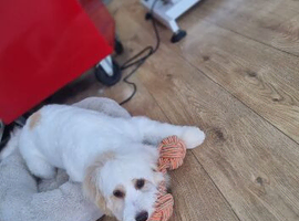 Girl cockapoo
