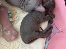 Sphynx  full hairless no hair no where