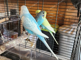 Beautiful Baby Budgies for sale