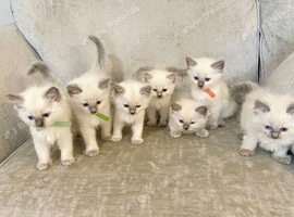 Ragdoll kittens READY 15th Aug