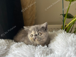 Gccf registered kittens