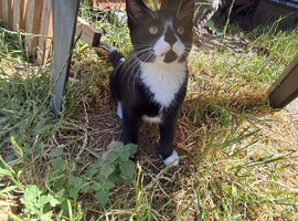 Cats for sale