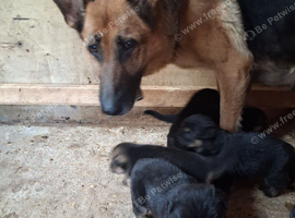 Gorgeous German Shepherd puppies (only 1 boy now available)