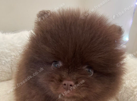Chocolate pomeranian boy unique lines