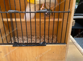 Gouldians for sale
