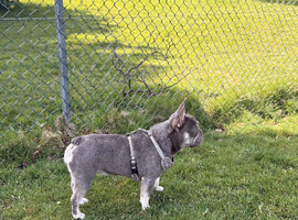 Beautiful blue / tan female frenchie