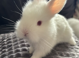 Double mane lionhead