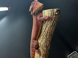 RED MONSTER 100% MALE