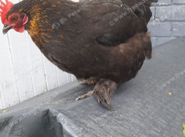 Black rock bantam chicken