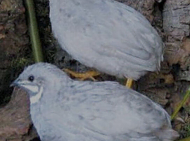 Fertile quail eggs