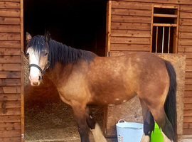 Lilly Cob x Clysdale
