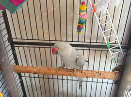Semi tame male ringneck.