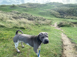 Proven shar pei stud