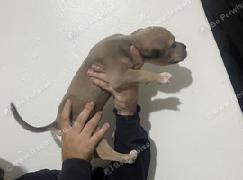 Stunning male staffy pup