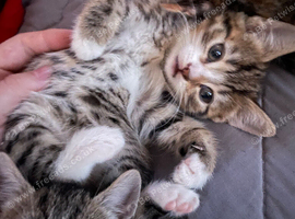 2 kittens