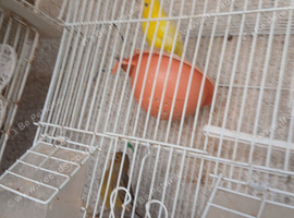 Canary