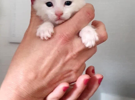 Bengal cross kitten