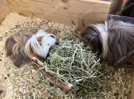 Two male guinea pigs