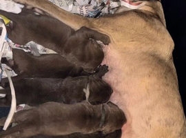 BANDOG MASTIFF PUPPIES, TOP QUALITY EUROPEAN WORKING BLOODLINES