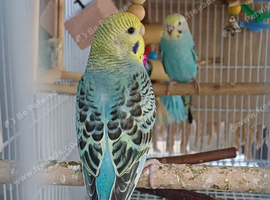 Bonded pair of baby cocks