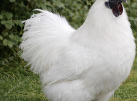 Silky cockerel