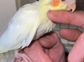 Handreared baby Cockatiel