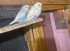 Hand tame budgies for sale southall