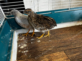 Button quail