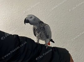 African Grey Tamed & Talking