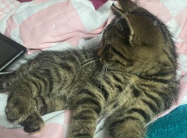 Loving home needed for boy kitten 11 weeks old